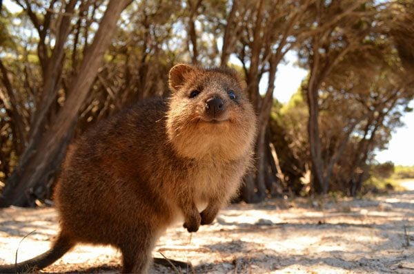 quokka7