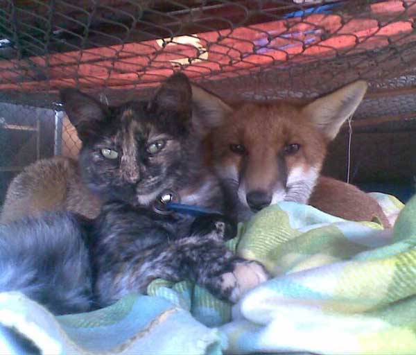 Abandoned Or Injured Wild Red Foxes Becoming Pets In Australia So They ...