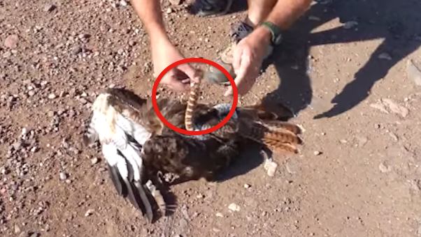 Hawk Nearly Loses Her Life To A Snake Until Man Sees The Deadly Battle