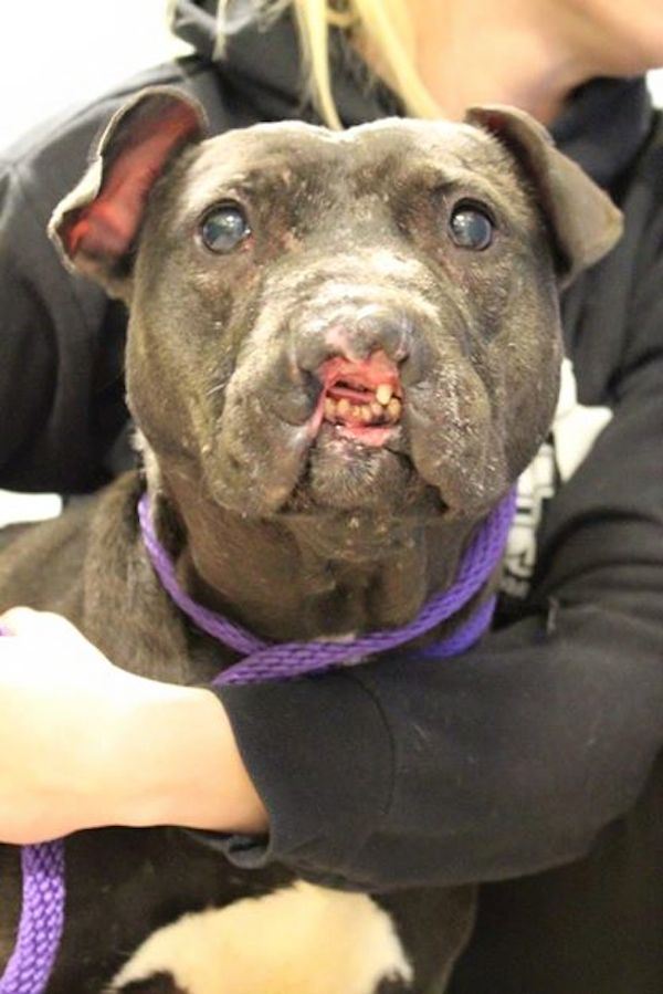 dog pit bull rose nose fight rescue chance fighting second sienna missing gets lost dogs bad nyc blind she shocking