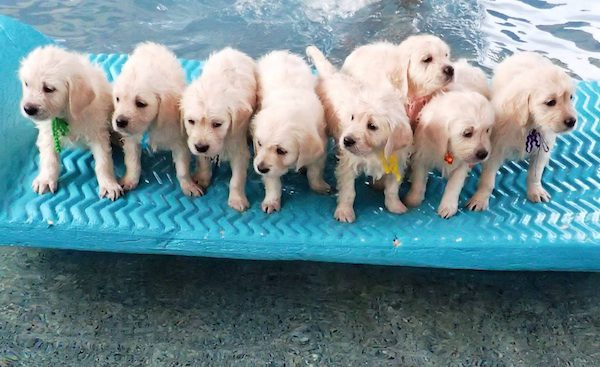 These Puppies Getting Their First Swimming Lesson Is The Most Adorable 