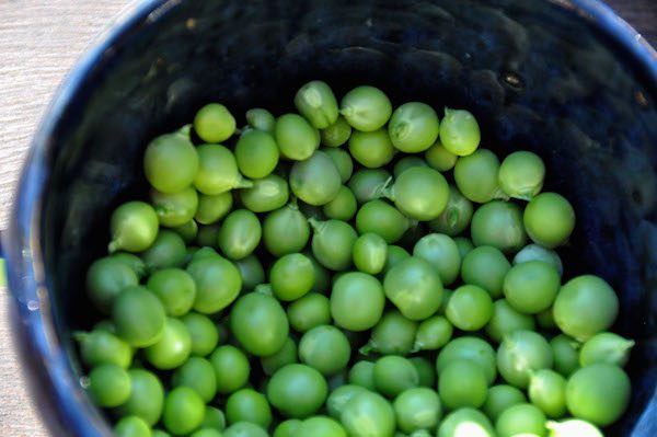 green-peas