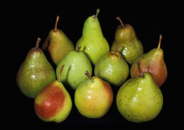 pears