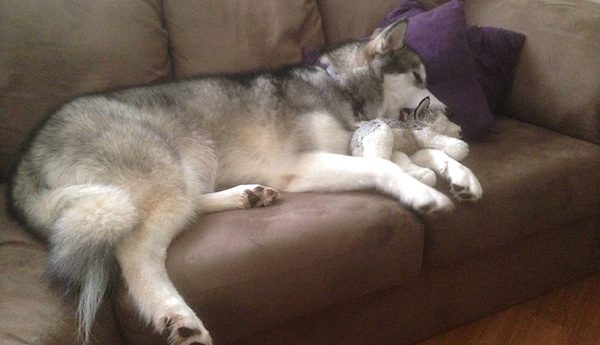 malamute stuffed animal