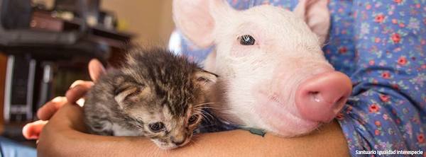 Rescued Piglet And Kitten Help Each Other Heal