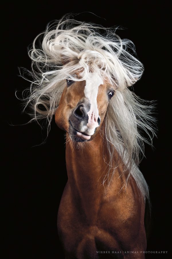 Beauty Of Horses Captured In Photographers Stunning Portraits