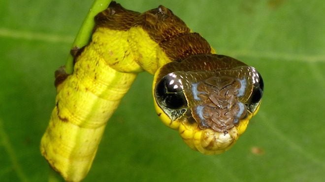 What Looks Like A Nasty Snake Is Actually A Cleverly Disguised Caterpillar