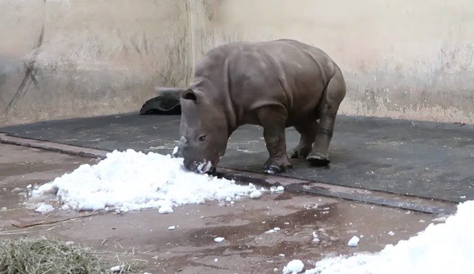 White Rhino Calf Joyfully Plays In the Snow For The Very First Time