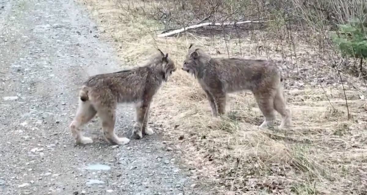 Two Lynx Scream At Each Other And Make The Weirdest Sounds 