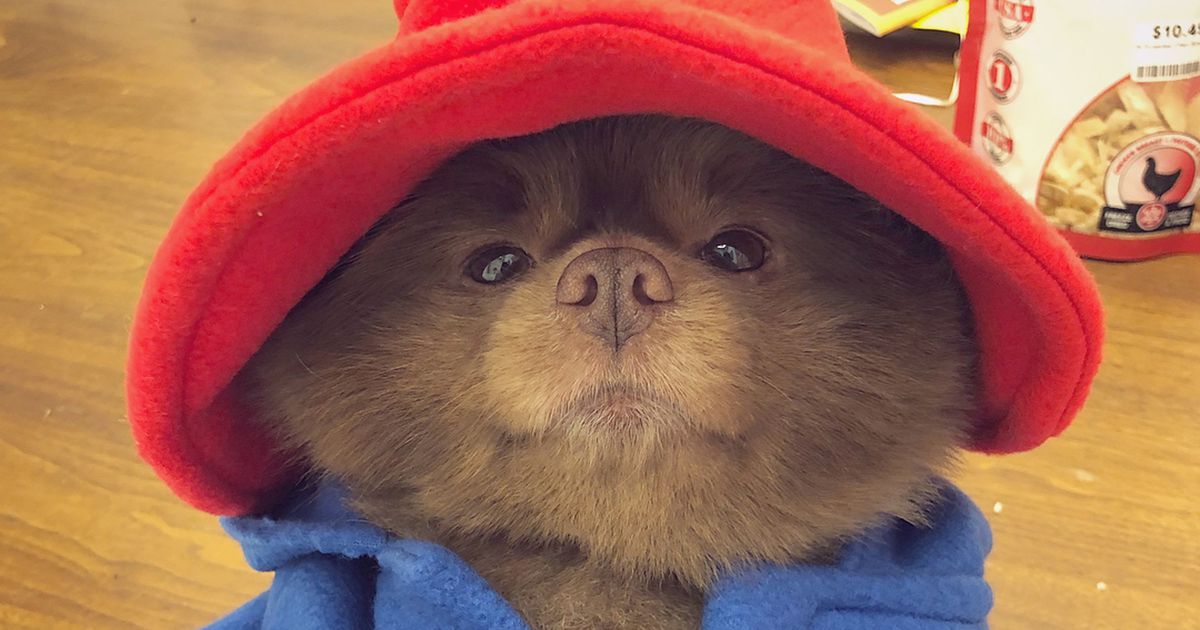 pomeranian paddington