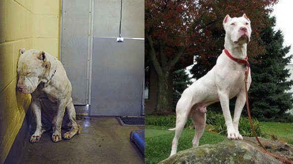 nico_beforeafter