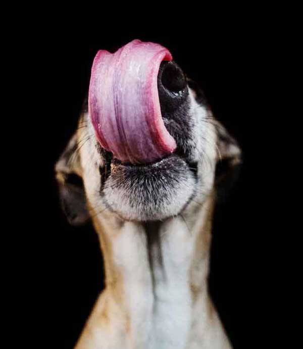 30 Striking Photos Capture The Pure Joy and Silliness of Dogs