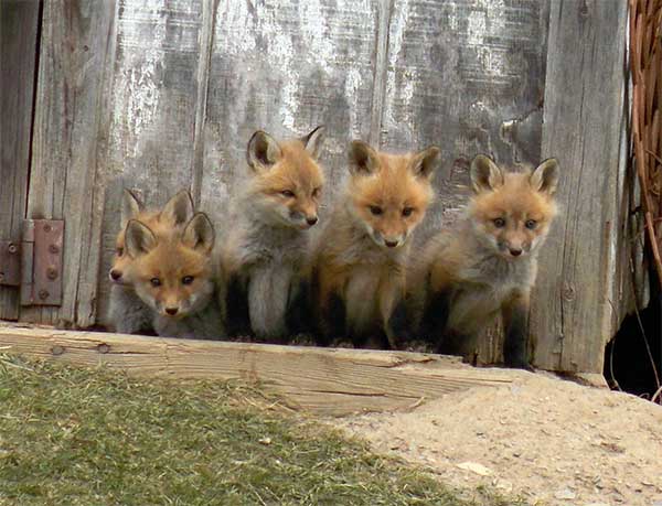 Man Discovers Family Of Foxes Living Under His Shed