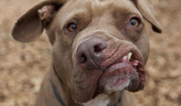 These Dogs Survived Some Of The Worst Things On Earth But Their ...