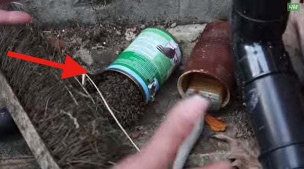 Rescuers Save Tiny Hedgehog Stuck In A Tin