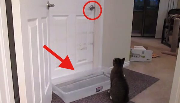 Mischievous Cat Can Open Booby-Trapped Doors