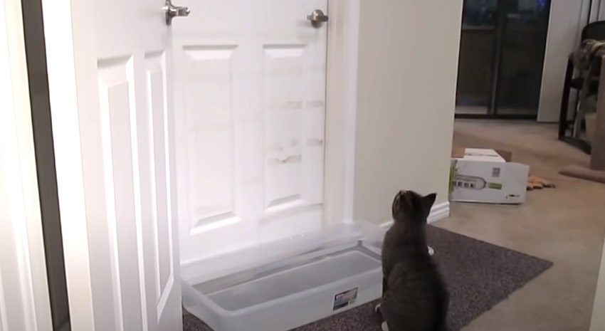 Cat Cleverly Opens Booby-Trapped Doors Much To Family's Frustration