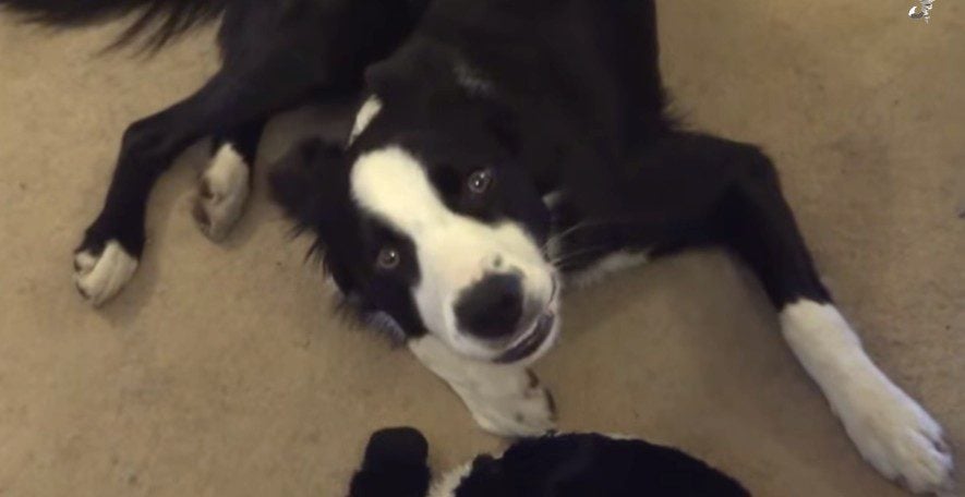 Funny Dog Loves His Toy So Much He Sings Whenever He Plays With It