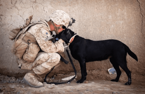 militarydog-26