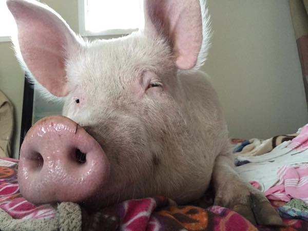 She Was Supposed To Be A Mini Pig But Grew To 670 Pounds. Her Family ...