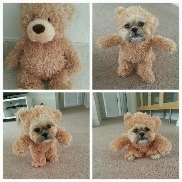 teddy-bear-costume