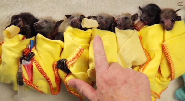 Orphaned Baby Bats Made To Feel Safe After Their Rescue