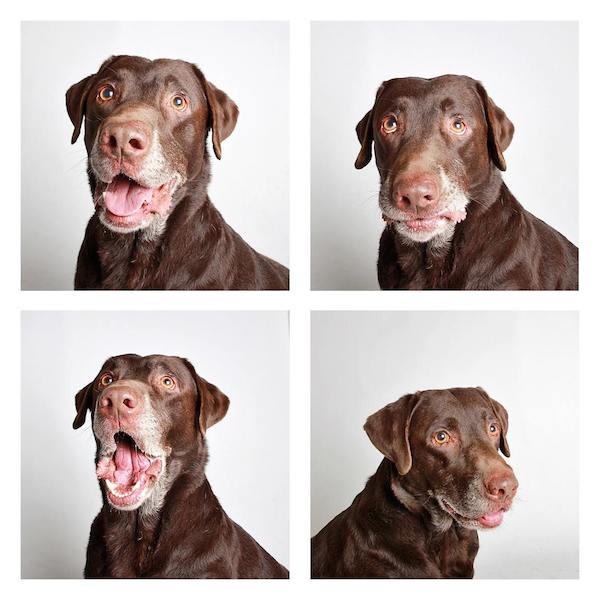 Adorable Photo Booth Pics Of Shelter Dogs Help Them Find Forever Families