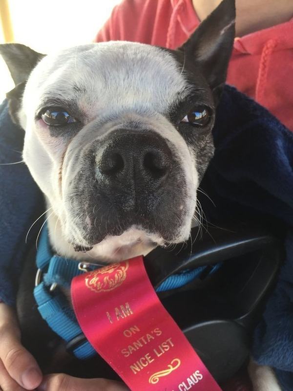 Family Shows Boston Terrier Who Lived On The Streets Love In His Final Days