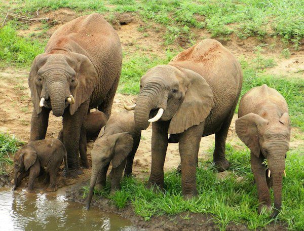 Rare Elephant Twins Explore Reserve With Their Mother