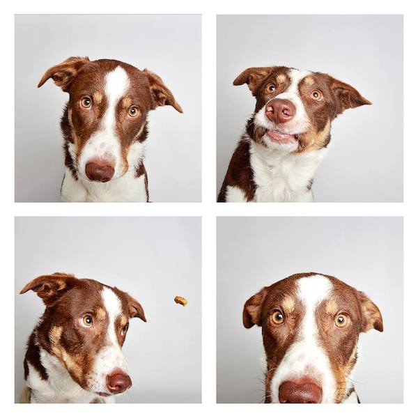 Adorable Photo Booth Pics Of Shelter Dogs Help Them Find Forever Families