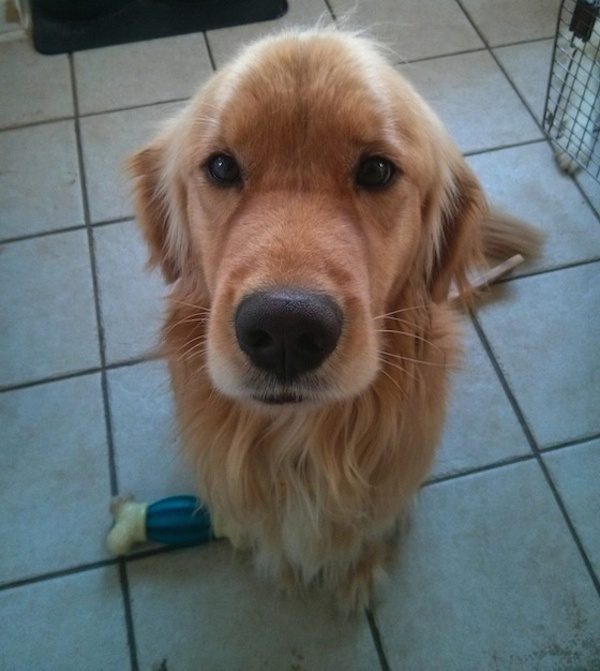 Golden Retriever Puppy Escapes From Hoarder During Flood And Is Saved ...