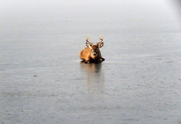 kelowna-deer-rescue-2