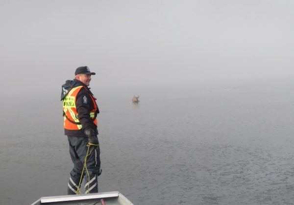 kelowna-deer-rescue-3