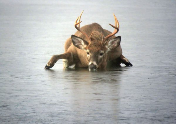 kelowna-deer-rescue-4
