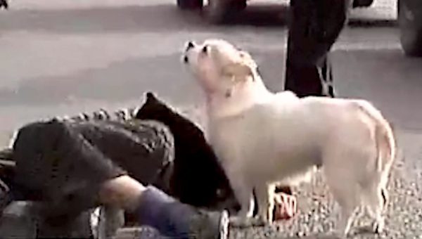 Loyal Dog Protects His Unconscious Owner On Busy Street