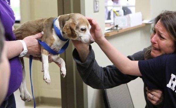 Beagle Reunited With Family After 6 Years Missing