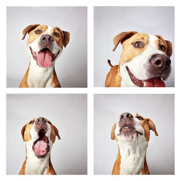 Adorable Photo Booth Pics Of Shelter Dogs Help Them Find Forever Families