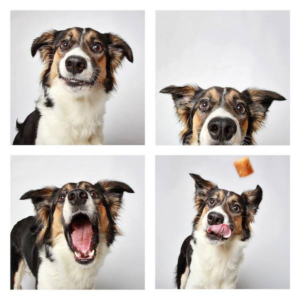 Adorable Photo Booth Pics Of Shelter Dogs Help Them Find Forever Families