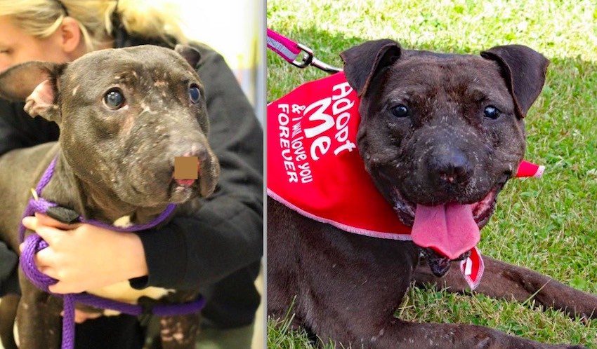 Dog Who Lost Nose To Dog Fighting Gets Second Chance