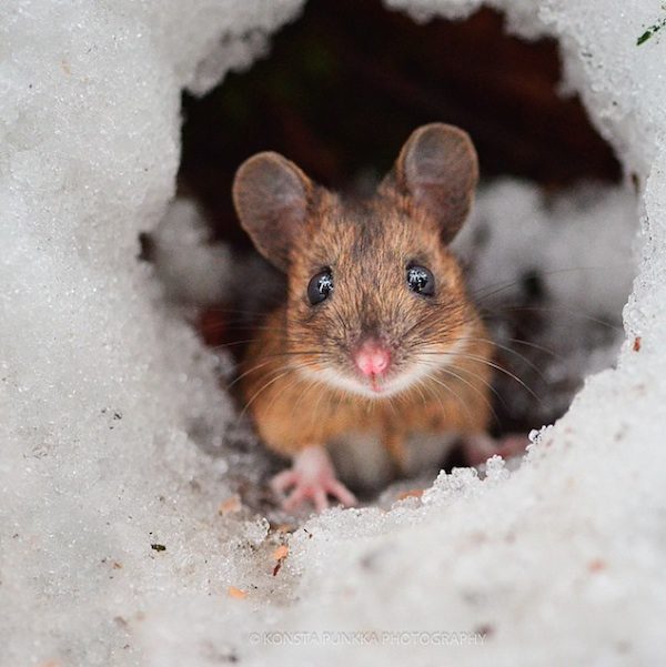 'Squirrel Whisperer' Takes Charming And Spectacular Photographs Of ...