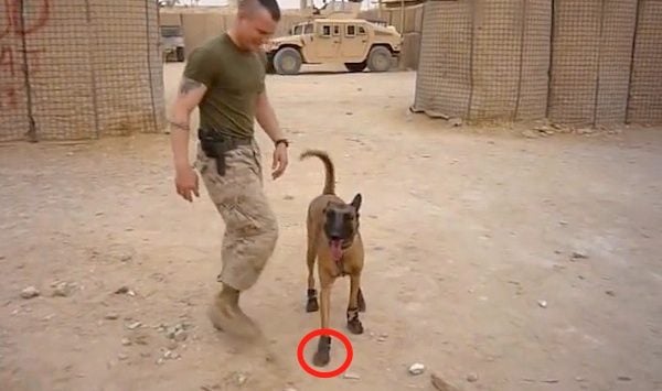 Military dog clearance shoes