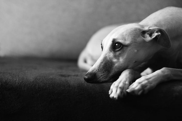 29 Beautiful Photos That Capture The Lives Of Dogs Around The World