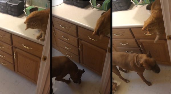 cat feeds dog