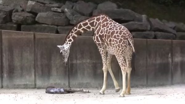 Extraordinary Moment Giraffe Gives Birth Captured On Camera