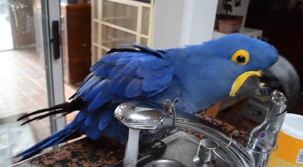 Macaw Loves Her Daily Bath But Only If The Water Is Just Right