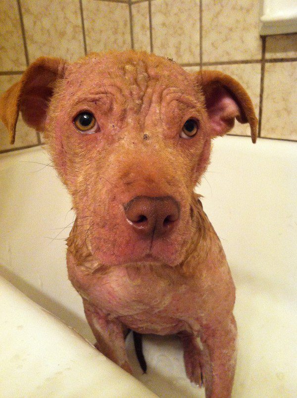 peanut-in-bath