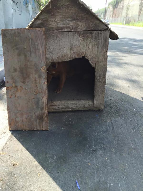 Abused Dog Found Abandoned Inside NailedShut Dog House That Was Dumped