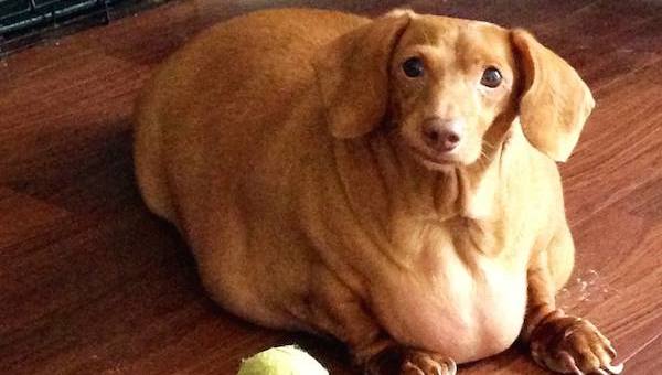 Dog Who Was Morbidly Obese And Couldn't Walk Makes Amazing Transformation