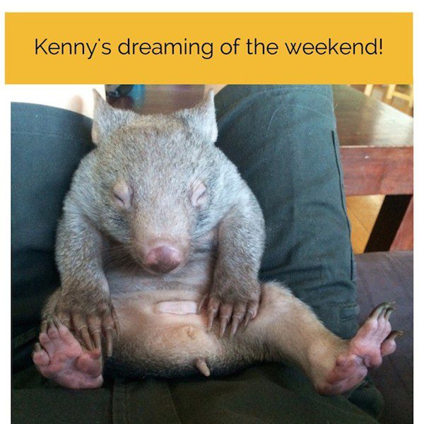 Adorable Orphaned Wombat Thinks The Perfect Place To Sleep Is In A ...