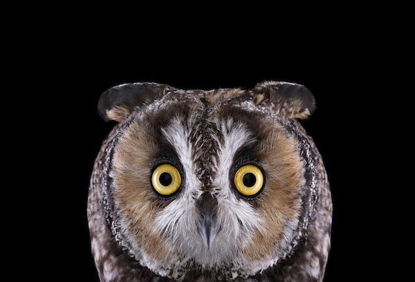 The Mysterious Beauty Of Owls Revealed in These Stunning Photographs